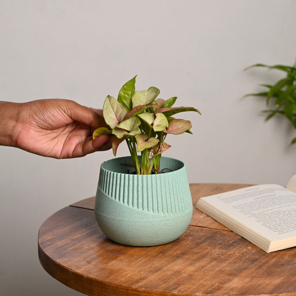 Earth-Friendly Oreo 4 inch small pots | Set of 1