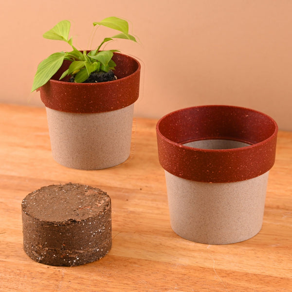 Earth Friendly Ecopod 4 inch Small pots for Indoor Plants with 1 Growmix | Pack of 2