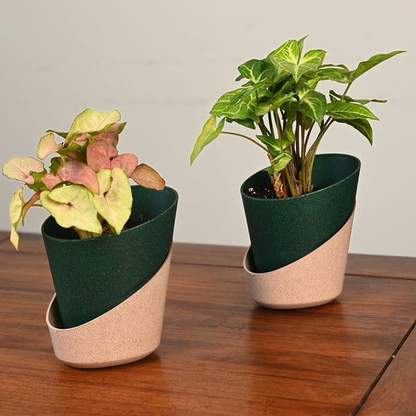 Earth-Friendly Planters EcoBloom 4 Inch set of 2 | Self watering Planters