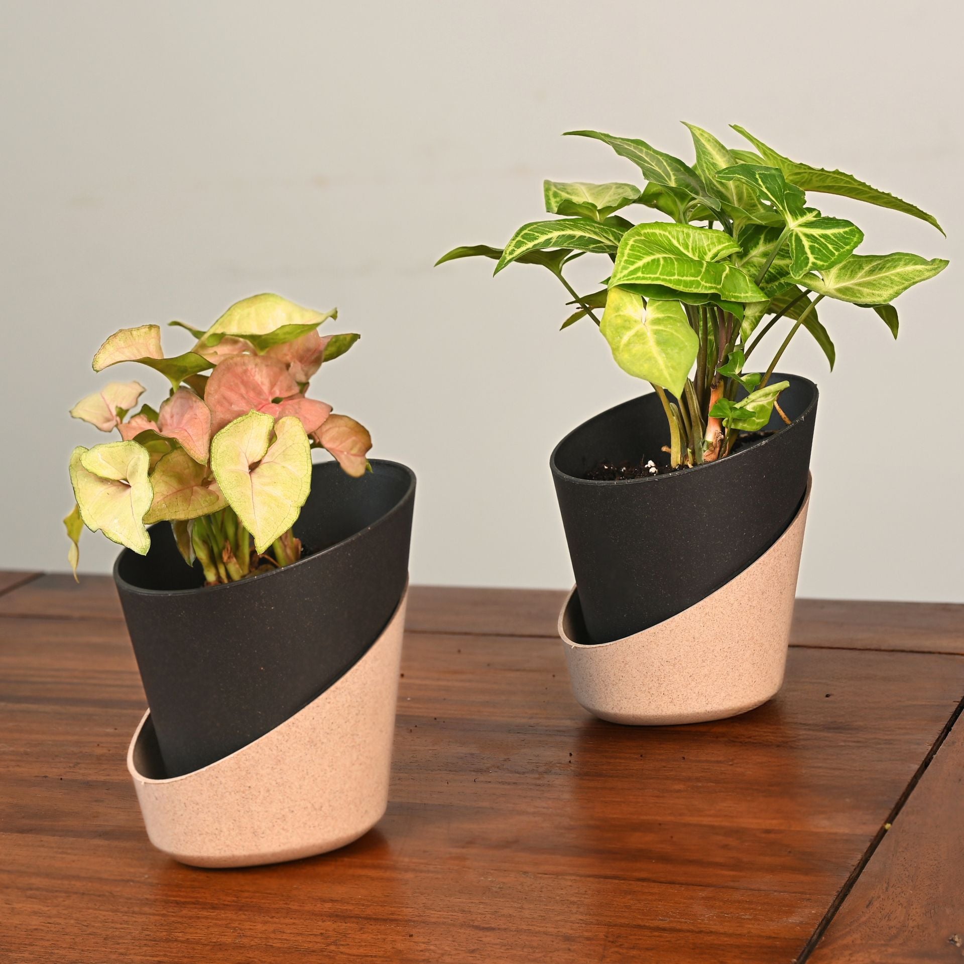 Earth-Friendly Planters EcoBloom 4 Inch set of 2 | Self watering Planters