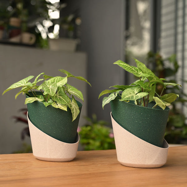 Earth-Friendly Planters EcoBloom 7 Inch set of 2 | Self watering Planters