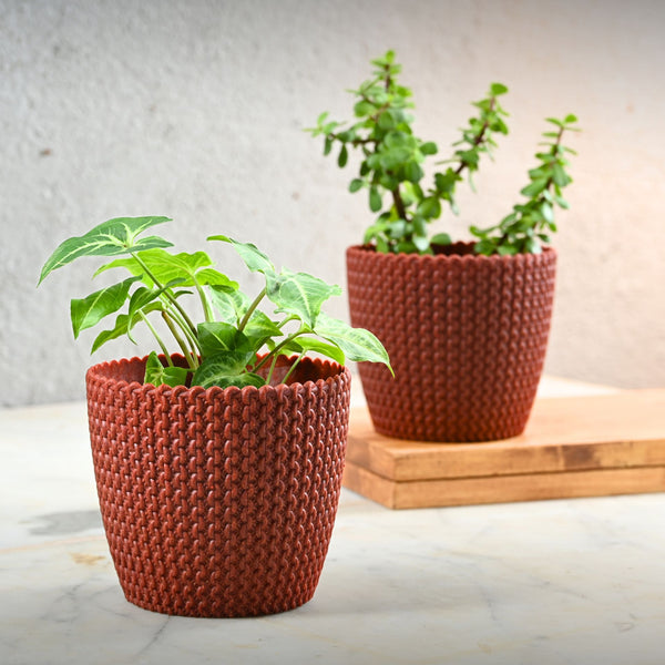 Earth Friendly Link 5.5 inch | Set of 2