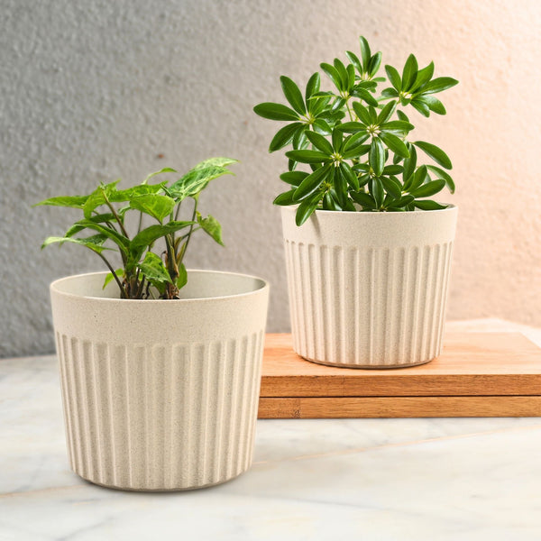 Earth Friendly Romano 6 inch | Set of 2