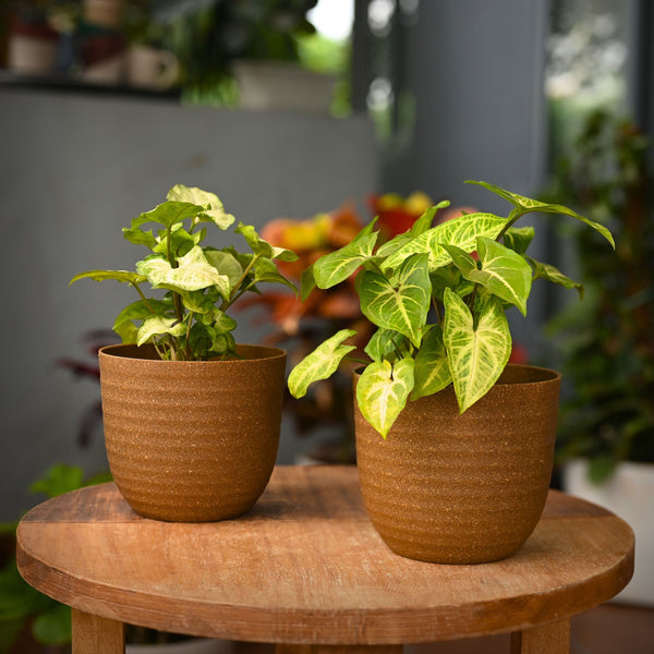 Earth-Friendly Planters Verona 5 Inch set of 2 | Bamboo Based Pots and Planters