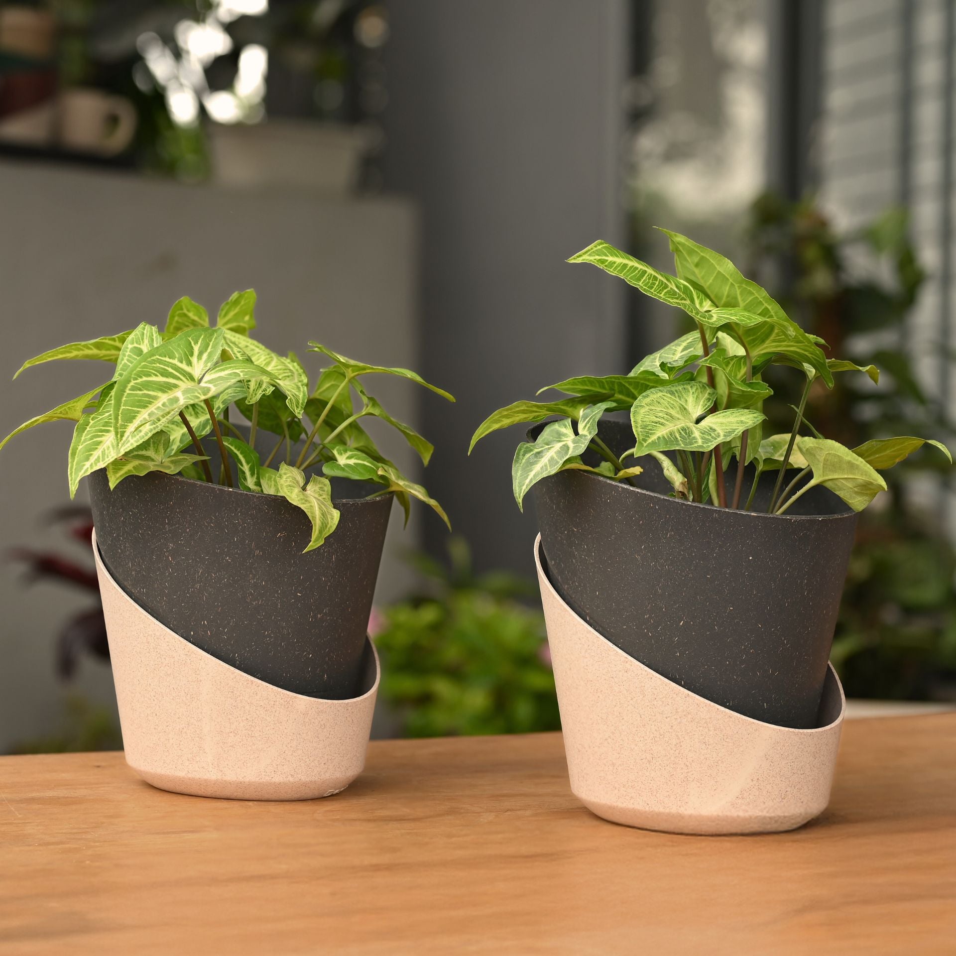 Earth-Friendly Planters EcoBloom 7 Inch set of 2 | Self watering Planters