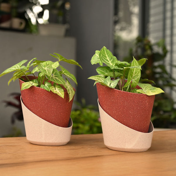 Earth-Friendly Planters EcoBloom 7 Inch set of 2 | Self watering Planters