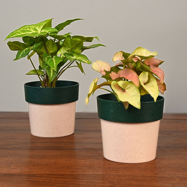 Earth-Friendly Planters EcoPod 4 Inch set of 2 | Bamboo Based Pots and Planters