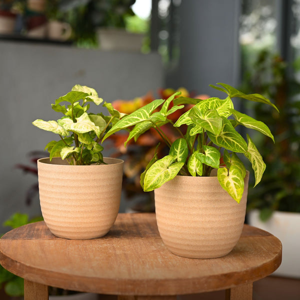 Earth-Friendly Planters Verona 5 Inch set of 2 | Bamboo Based Pots and Planters