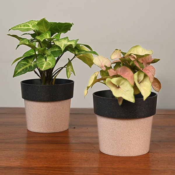 Earth-Friendly Planters EcoPod 4 Inch set of 2 | Bamboo Based Pots and Planters