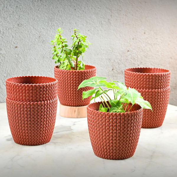 Earth Friendly Link 5.5 inch | Set of 6