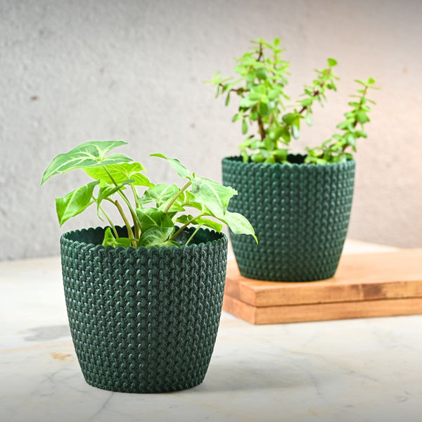 Earth Friendly Link 5.5 inch | Set of 2