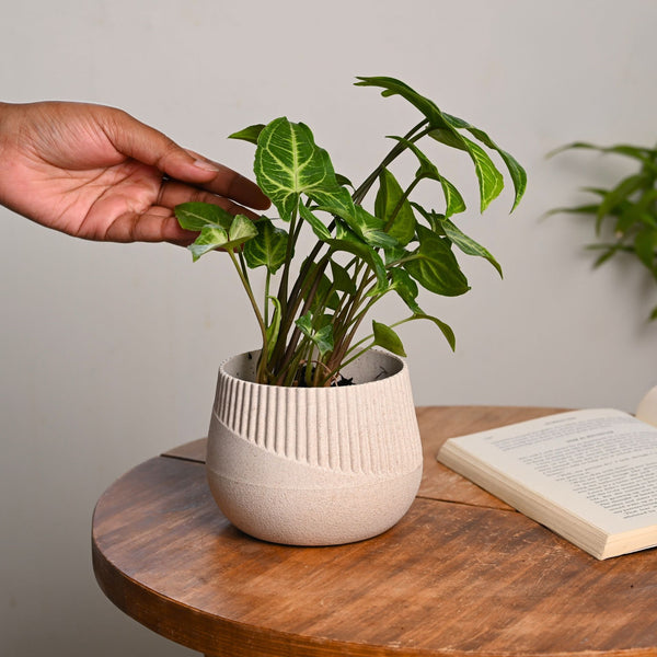 Earth-Friendly Oreo 4 inch small pots | Set of 1