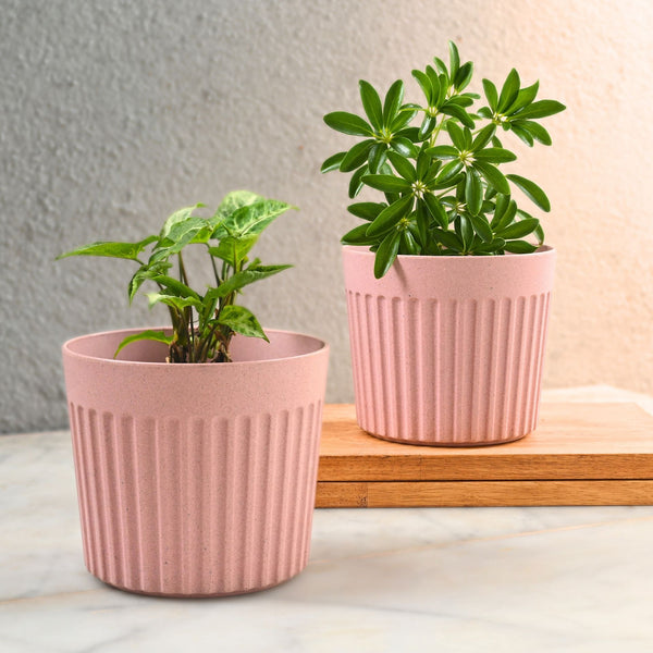 Earth Friendly Romano 6 inch | Set of 2