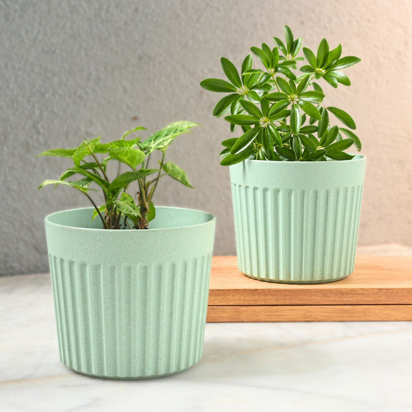Earth Friendly Romano 6 inch | Set of 2