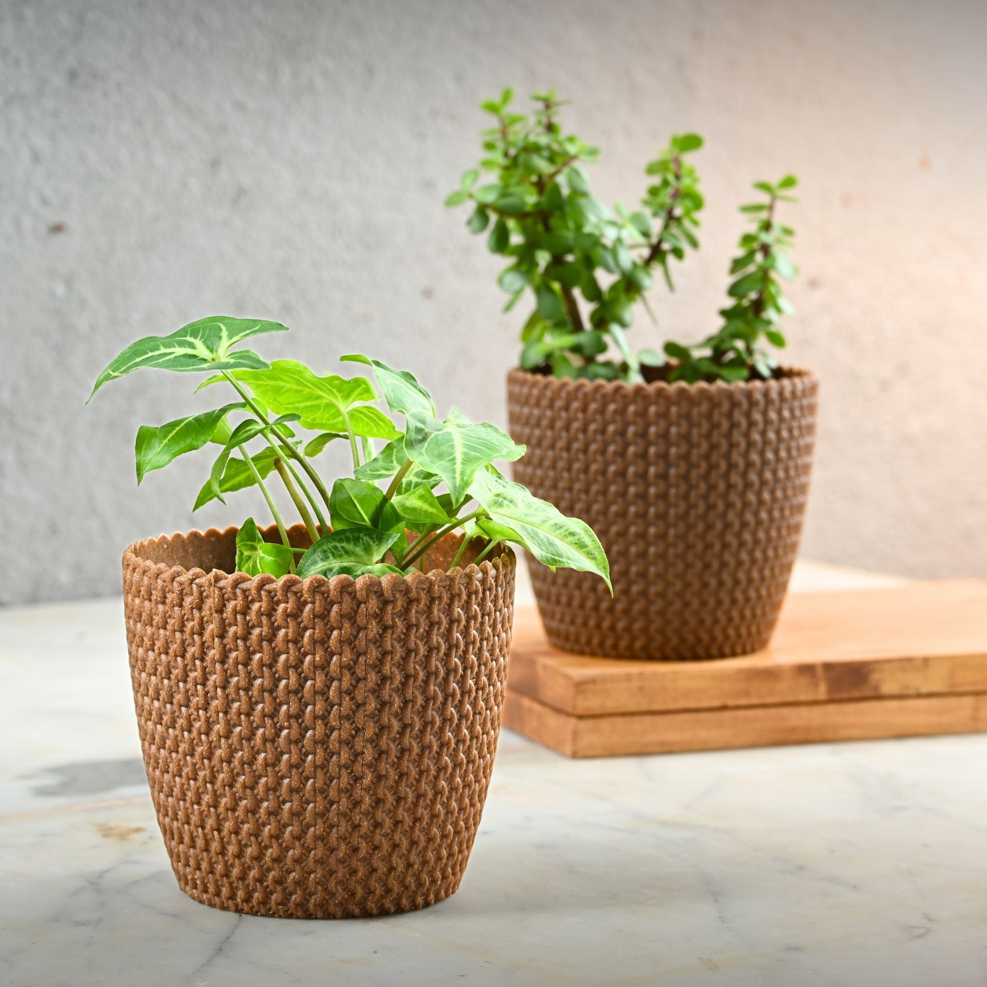 Earth Friendly Link 5.5 inch | Set of 2