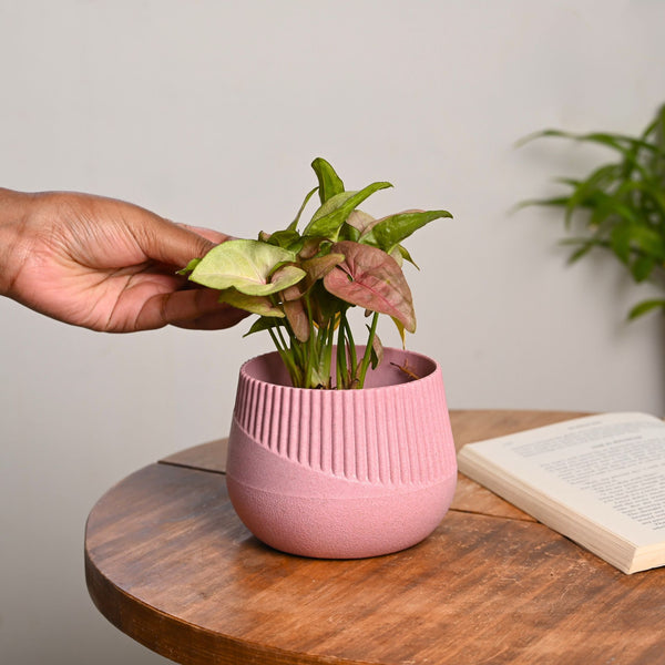 Earth-Friendly Oreo 4 inch small pots | Set of 1