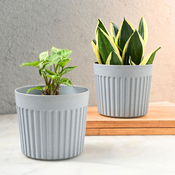Earth Friendly Romano 6 inch | Set of 2