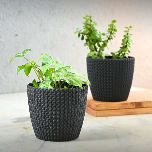 Earth Friendly Link 5.5 inch | Set of 2