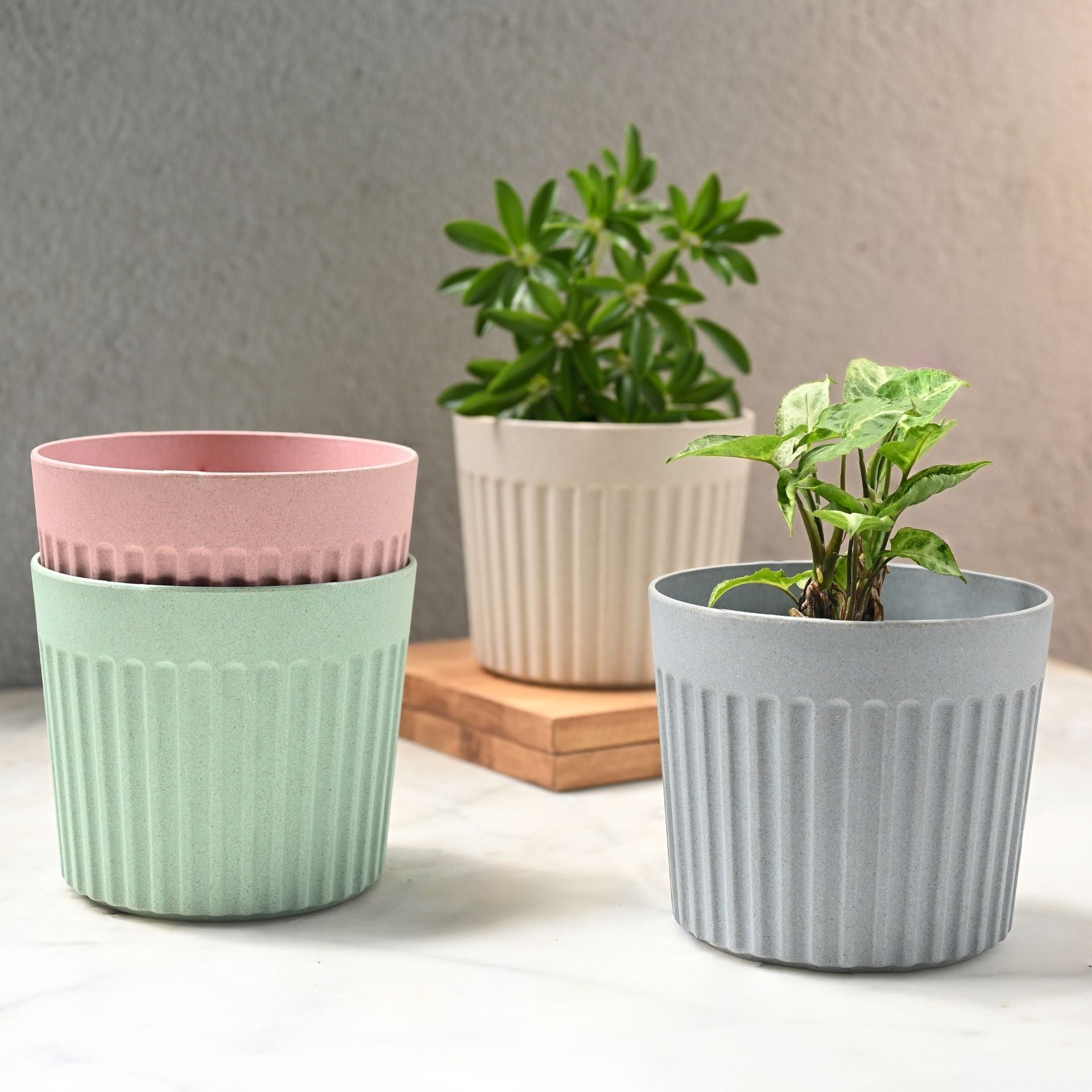 Earth Friendly Romano 6 inch | Set of 4