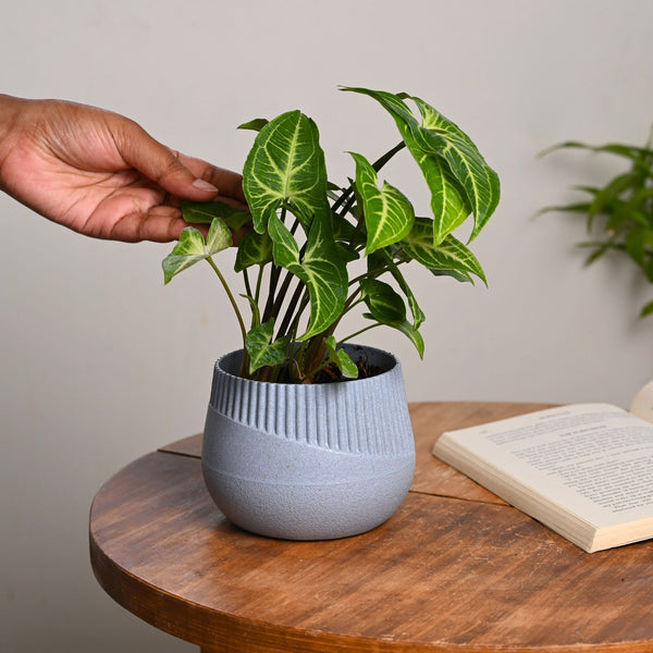 Earth-Friendly Oreo 4 inch small pots | Set of 1