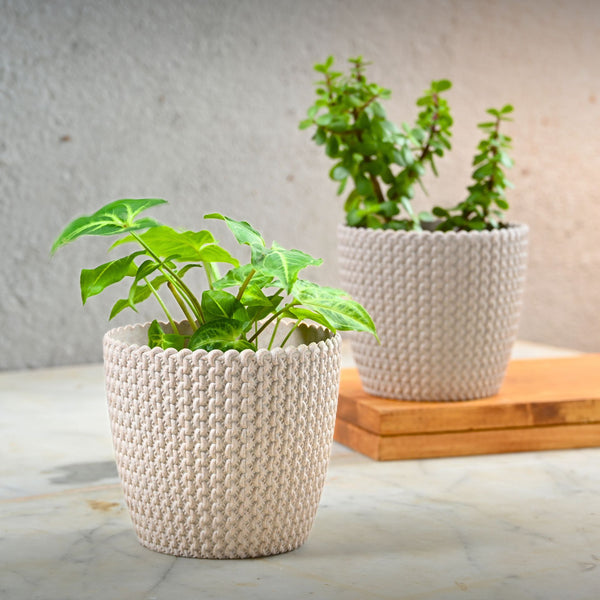 Earth Friendly Link 5.5 inch | Set of 2