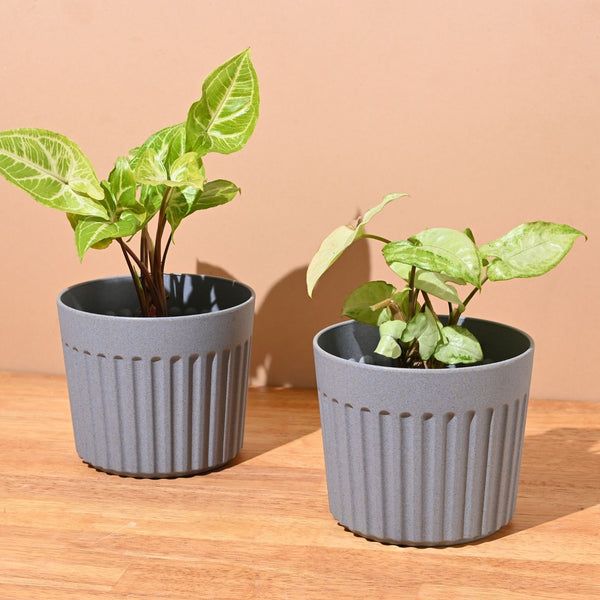 Earth Friendly Romano 5 inch | Set of 2