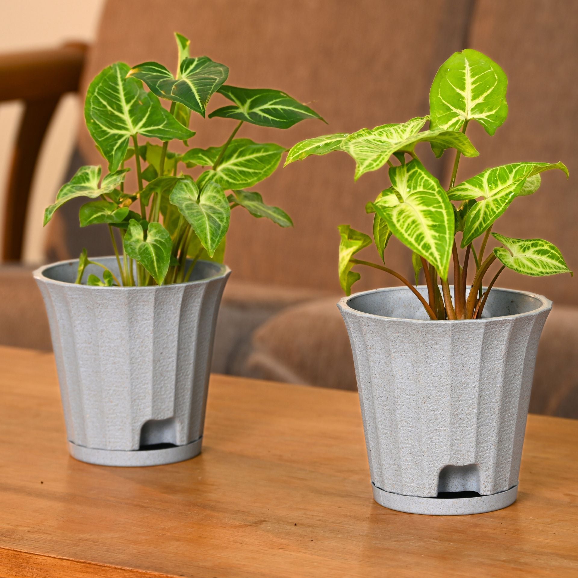 Earth Friendly Ace 5 inch | Set of 2