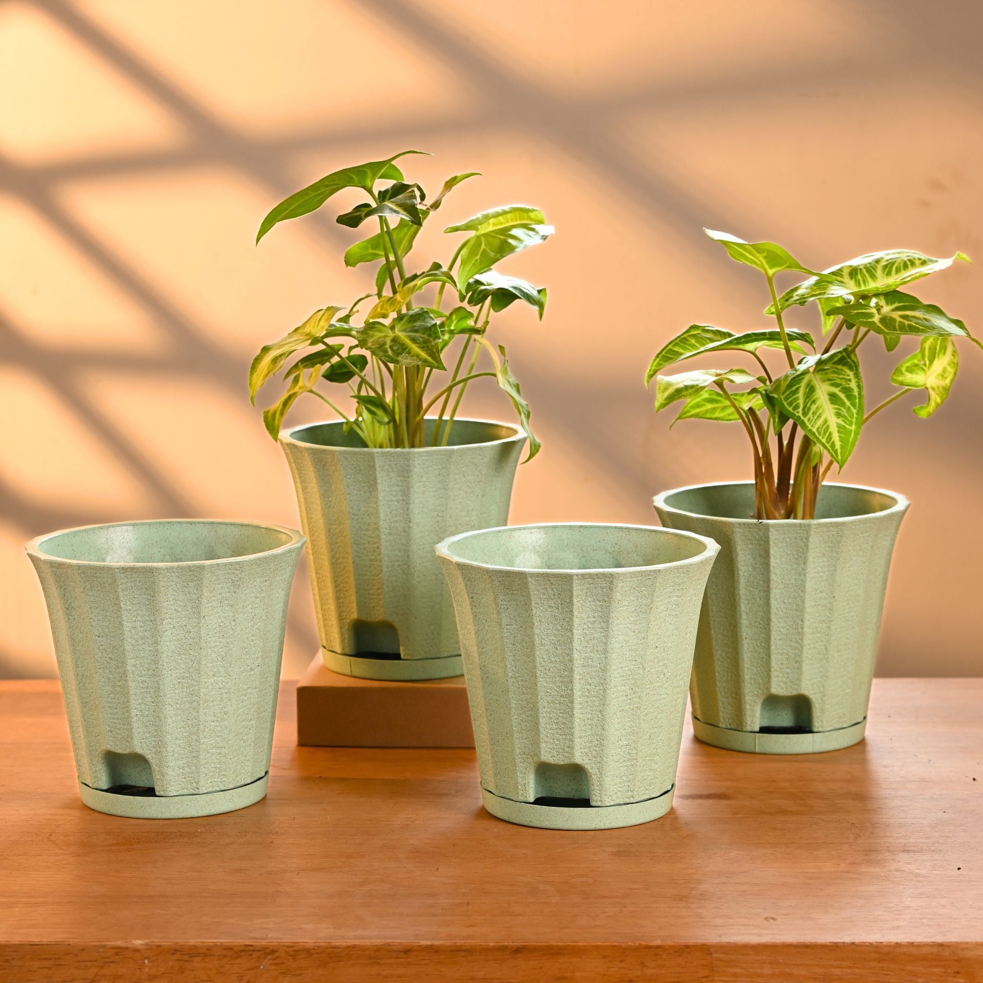 Earth Friendly Ace 5 inch | Set of 4