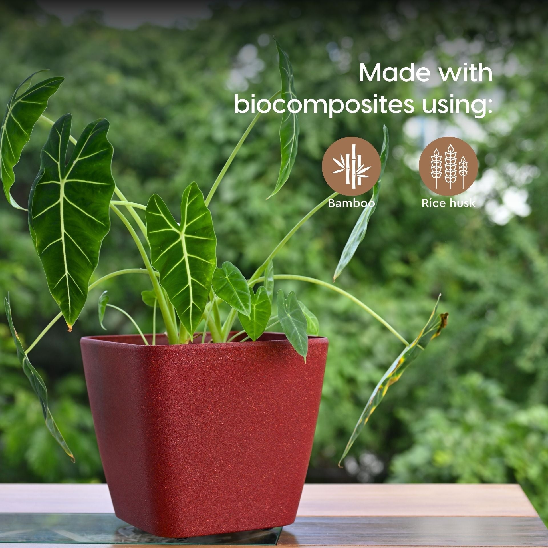 Earth Friendly Daisy Self Watering image 3