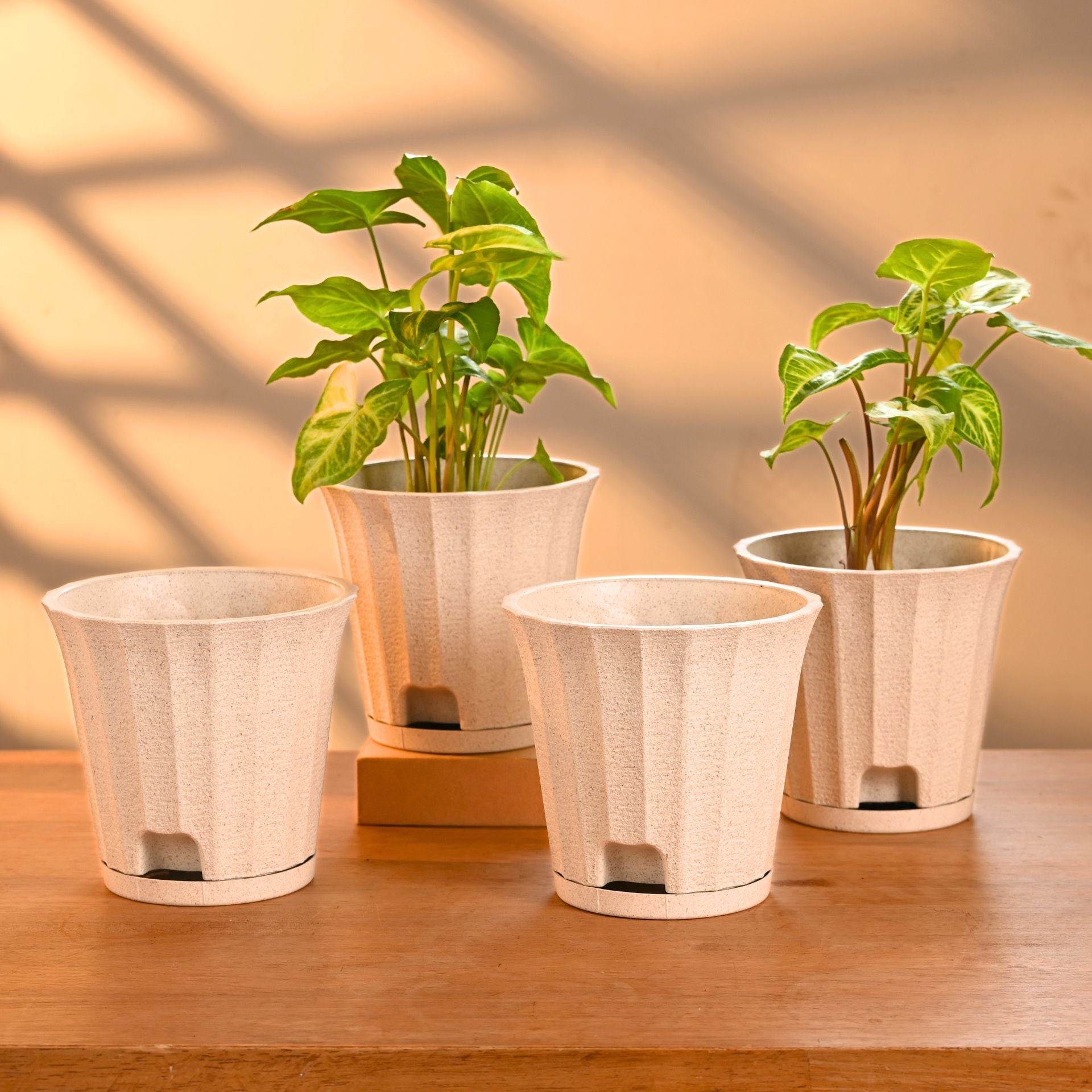 Earth Friendly Ace 5 inch | Set of 4