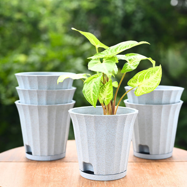 Earth Friendly Ace 5 inch | Set of 6