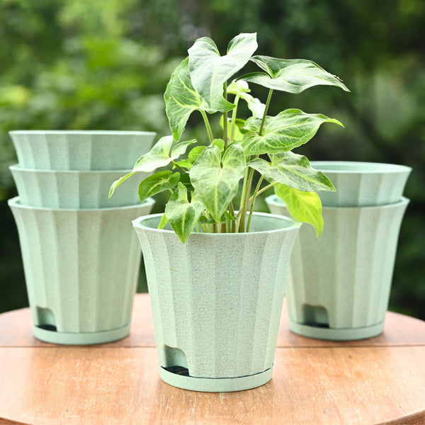 Earth Friendly Ace 5 inch | Set of 6