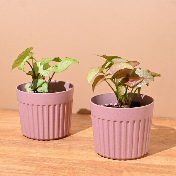 Earth Friendly Romano 5 inch | Set of 2