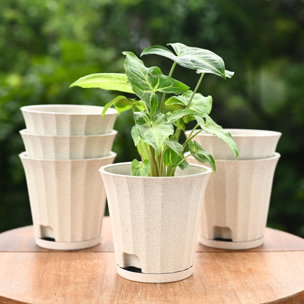 Earth Friendly Ace 5 inch | Set of 6
