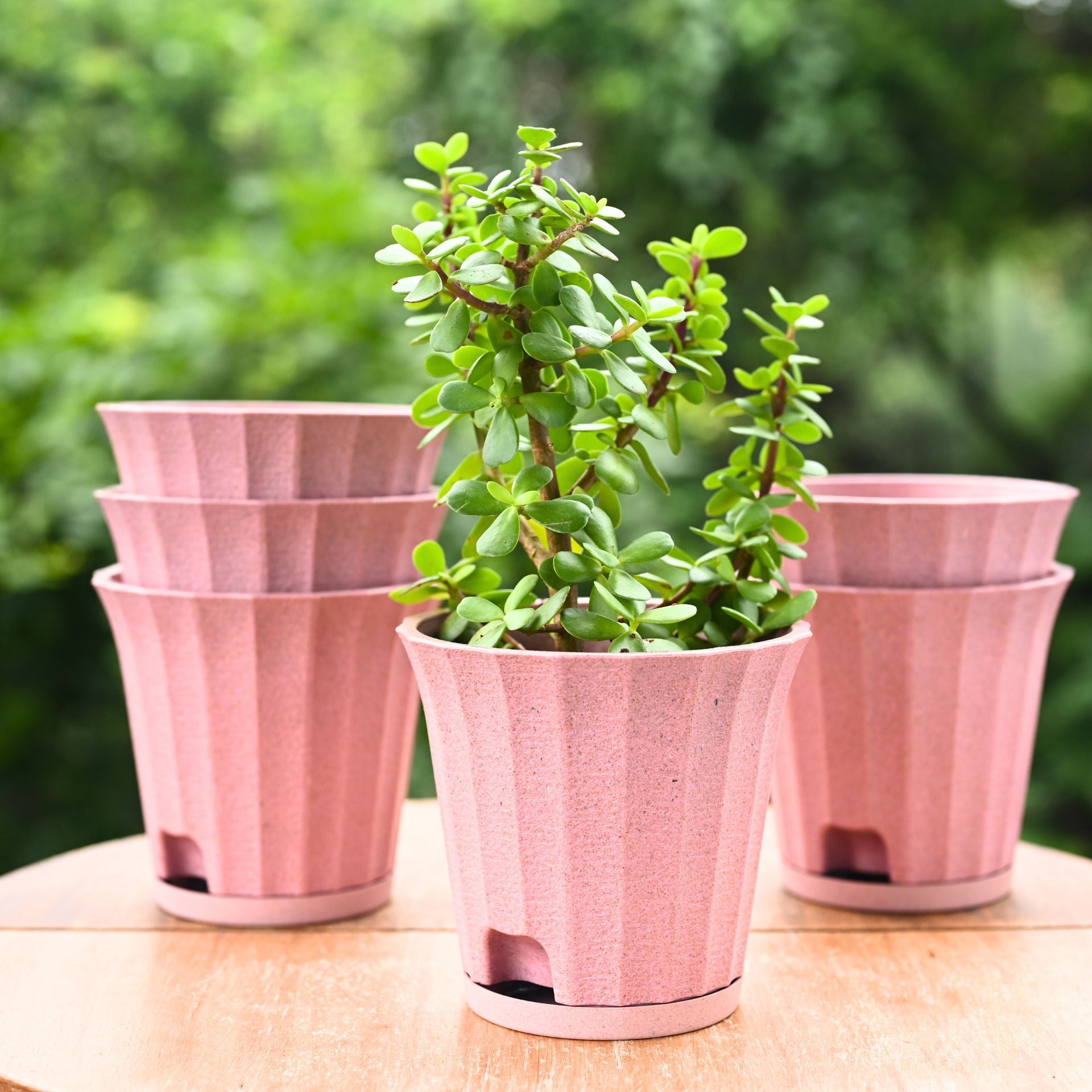 Earth Friendly Ace 5 inch | Set of 6