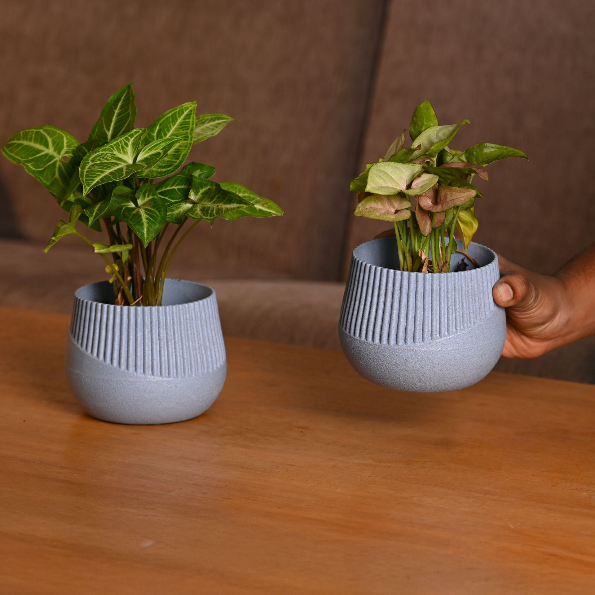 Earth-Friendly Oreo 4 inch small pots | Set of 2