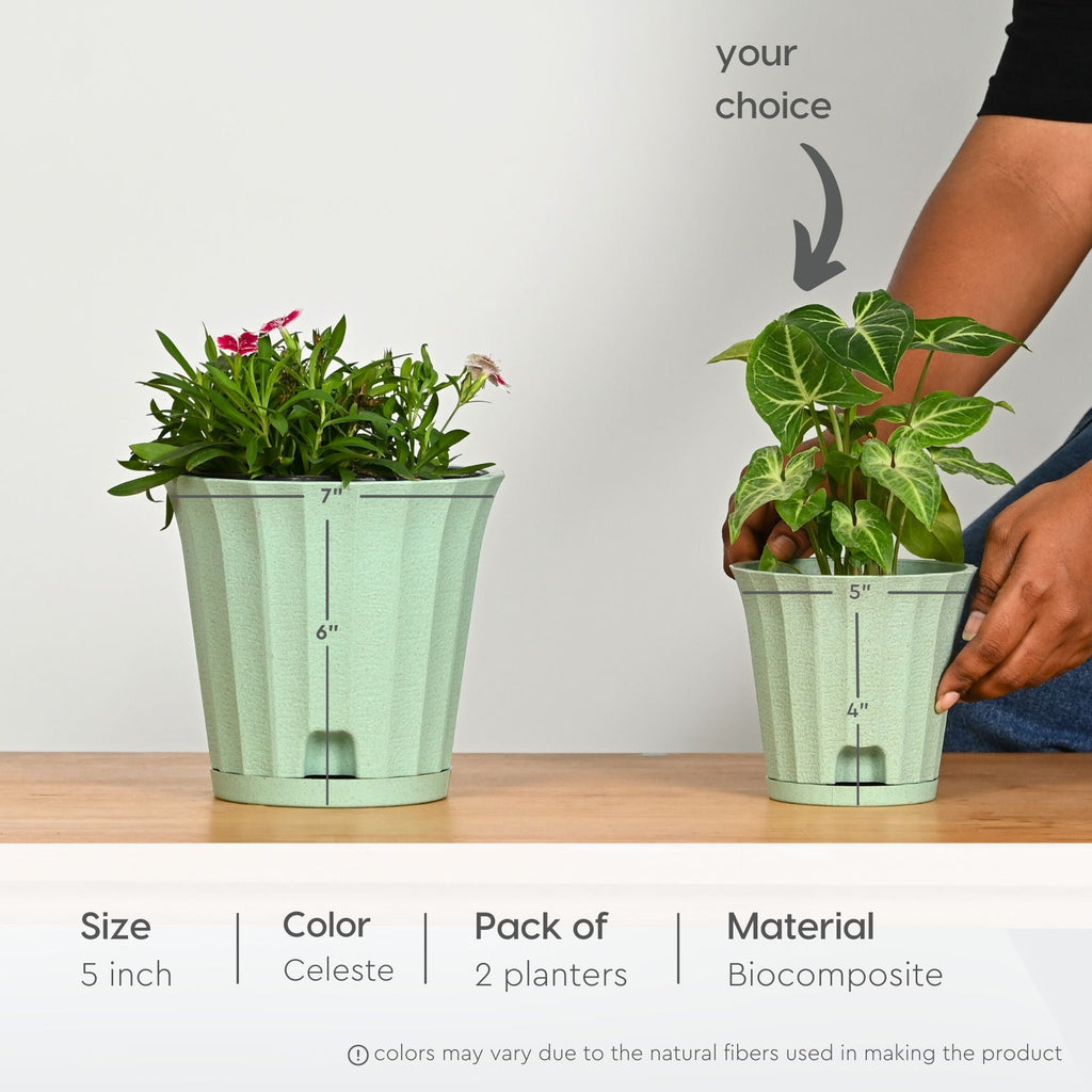 Earth Friendly Ace 5 inch image 2