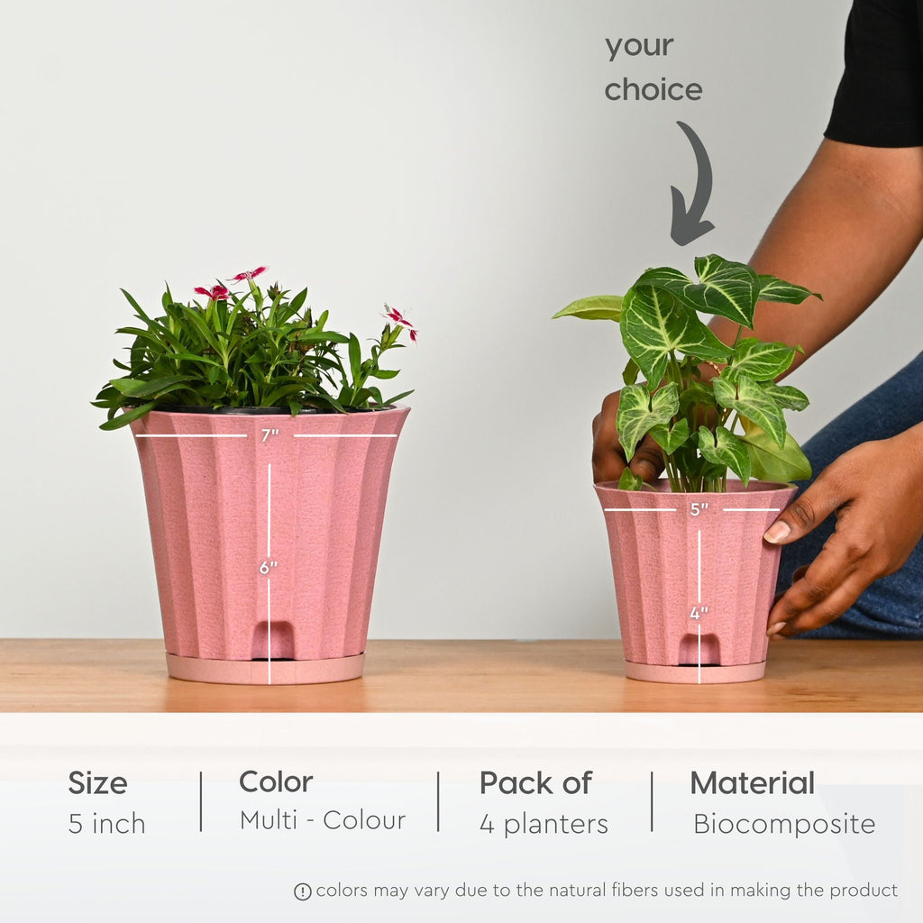 Earth Friendly Ace 5 inch image 2