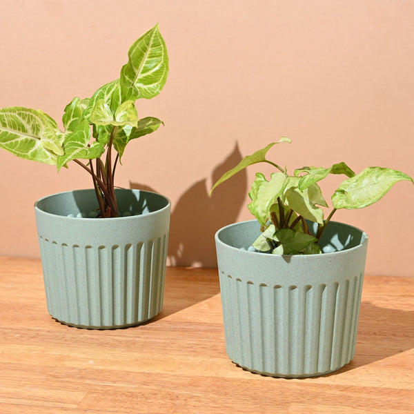 Earth Friendly Romano 5 inch | Set of 2
