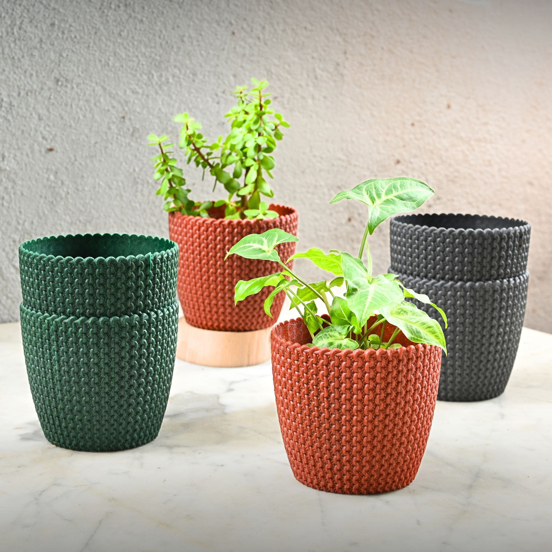 Earth Friendly Link 5.5 inch | Set of 6