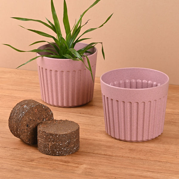 Earth Friendly Romano 6 inch Planters for Home Decor with Growmix | Set of 2