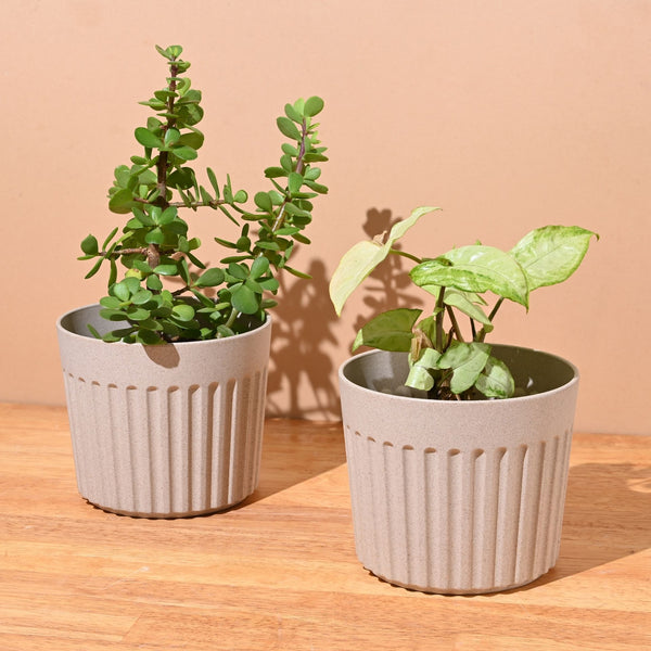 Earth Friendly Romano 5 inch | Set of 2