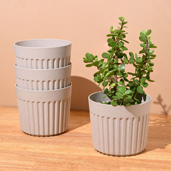 Earth Friendly Romano 5 inch | Set of 4