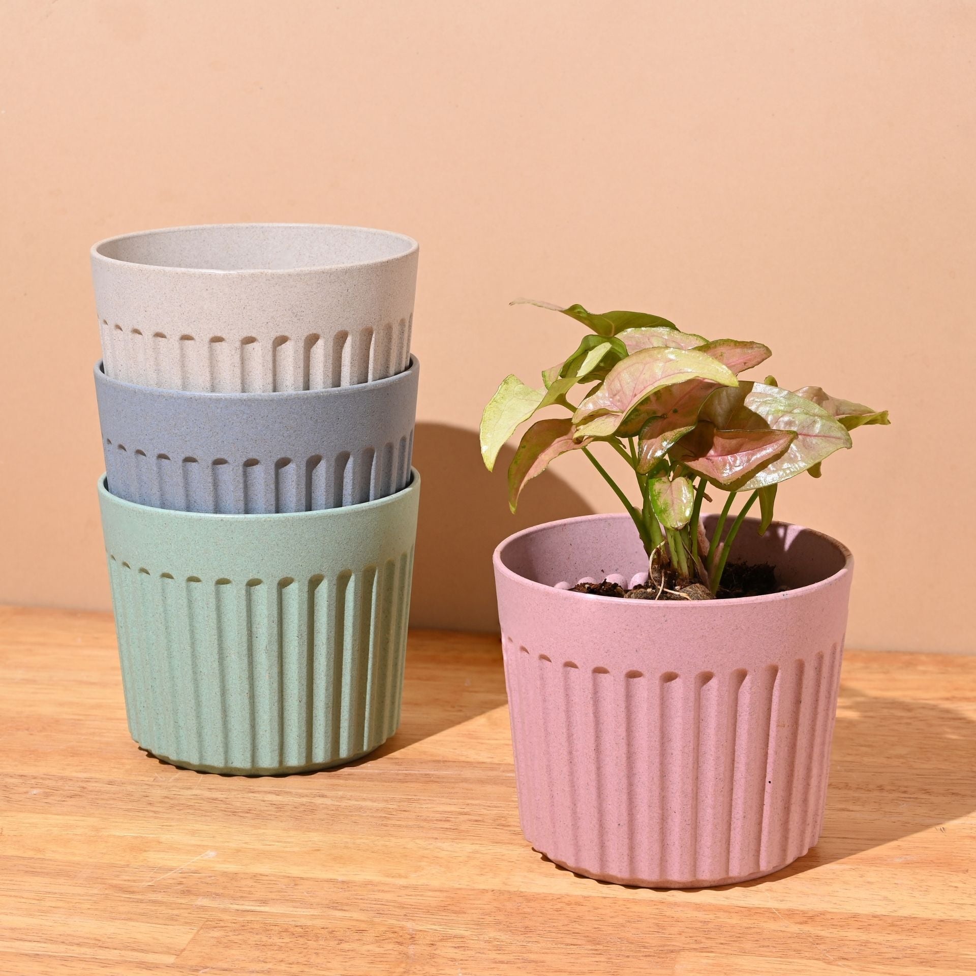 Earth Friendly Romano 5 inch | Set of 4