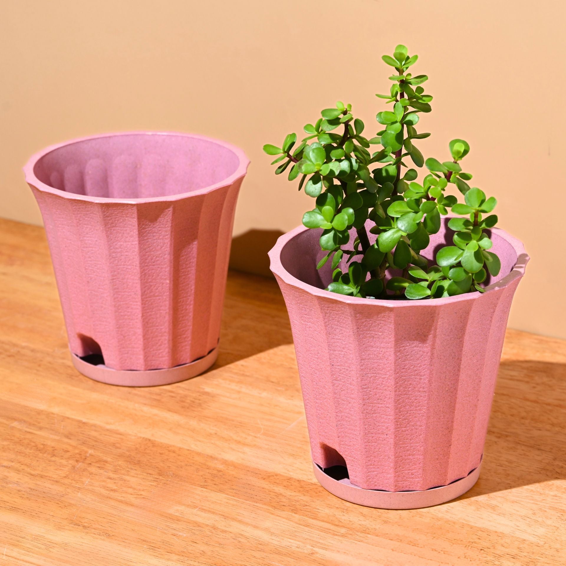 Earth Friendly Ace 7 inch | Set of 2