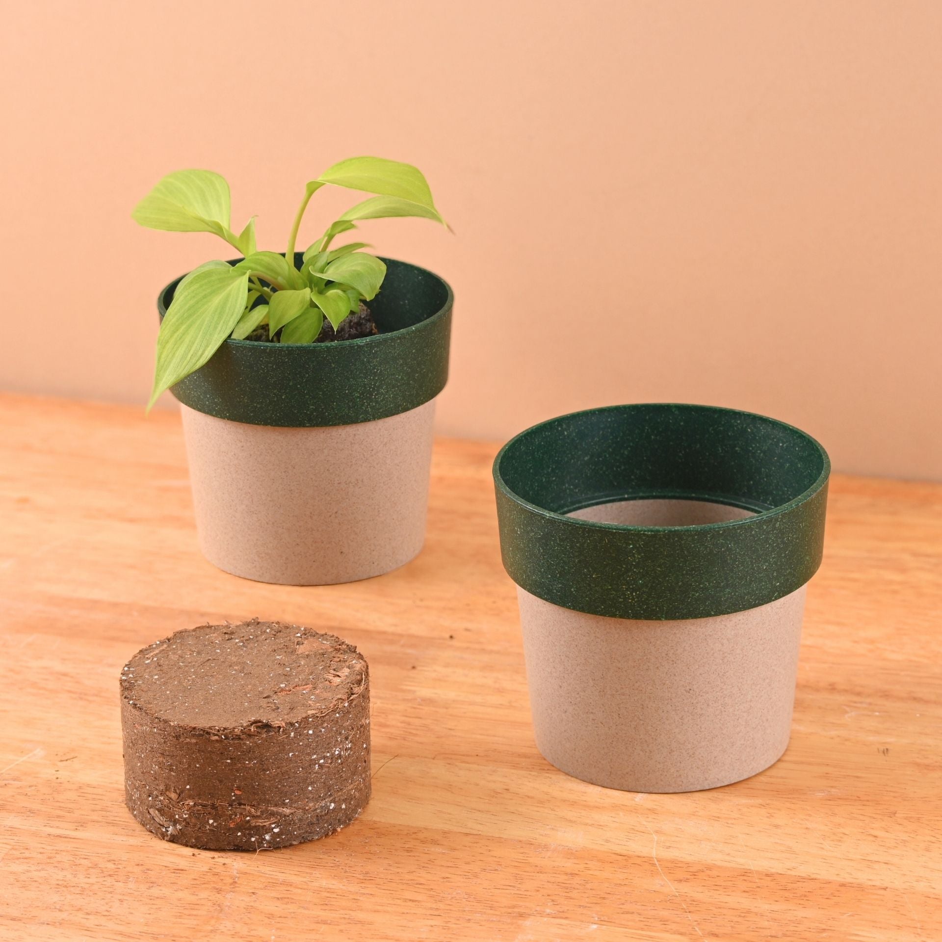 Earth Friendly Ecopod 4 inch Small pots for Indoor Plants with 1 Growmix | Pack of 2