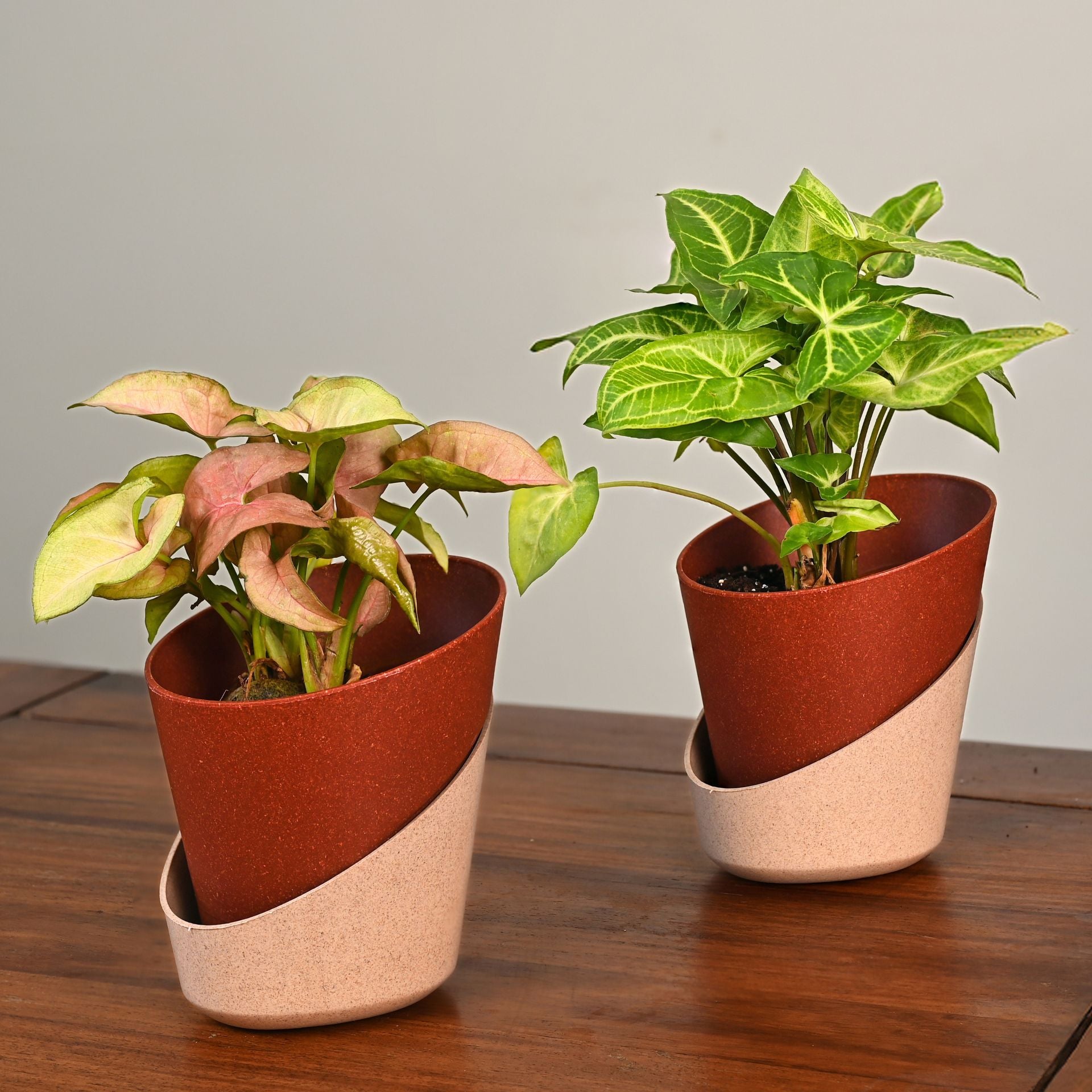 Earth-Friendly Planters EcoBloom 4 Inch set of 2 | Self watering Planters