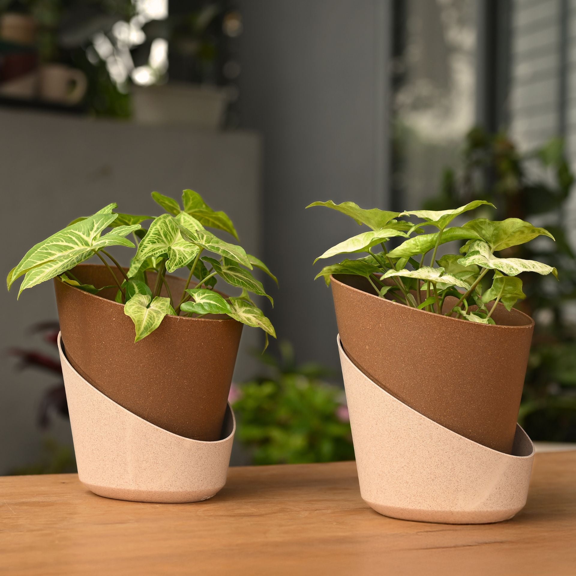 Earth-Friendly Planters EcoBloom 7 Inch set of 2 | Self watering Planters