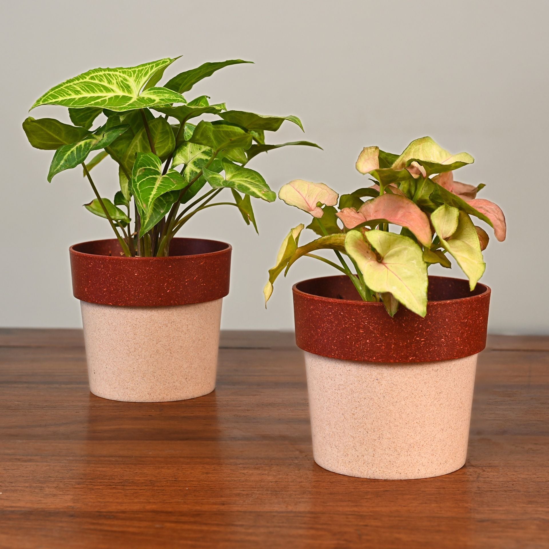 Earth-Friendly Planters EcoPod 4 Inch set of 2 | Bamboo Based Pots and Planters