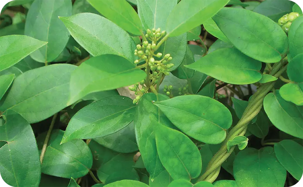 Diabetes Care Green Tea + FREE Refill Pack